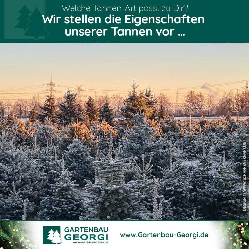 Welche Tannen-Art passt zu Dir? Wir stellen die Eigenschaften unserer Tannen vor …